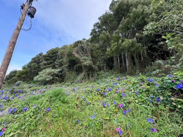 Terreno venda em Açores, Posto Santo