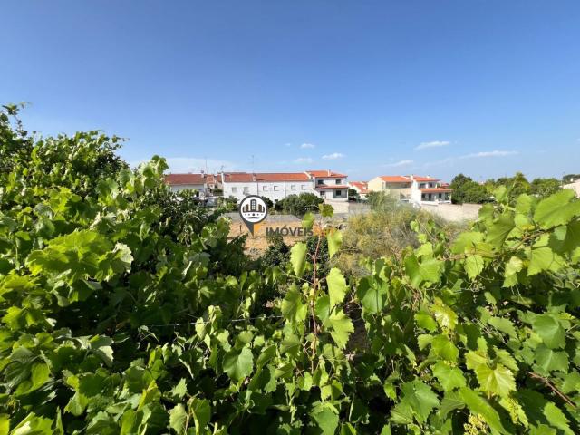 Terreno venda em Castelo Branco