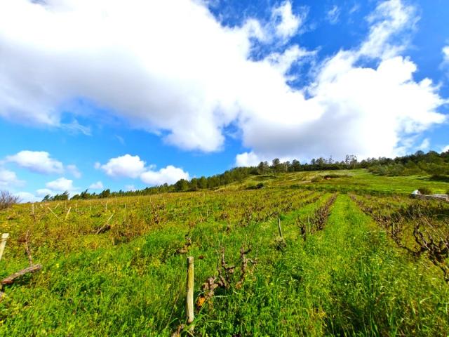 Terreno venda em Vilar, Tojeira
