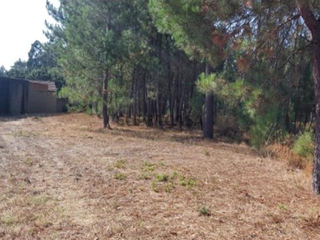 Terreno venda em Pombal, Leiria