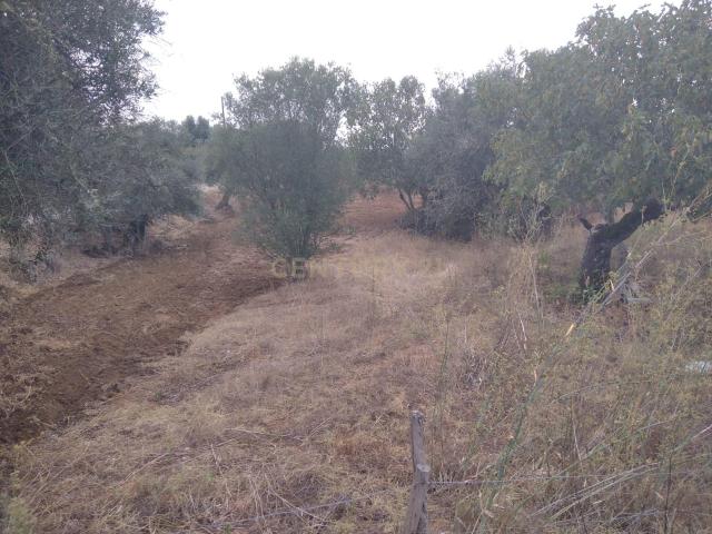 Terreno venda em Sardoal, Santarém