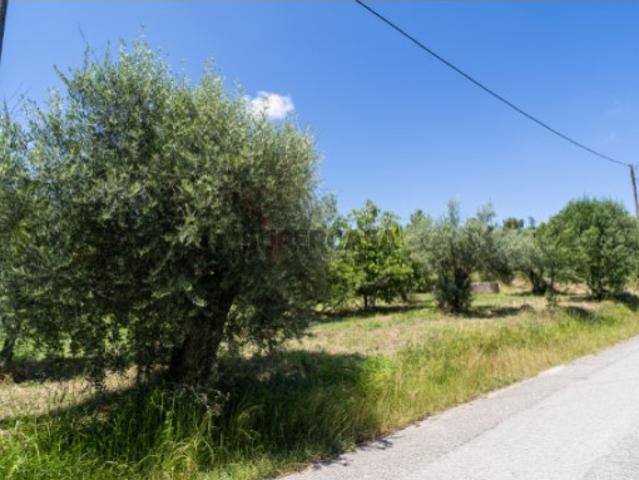 Terreno venda em Pombal, Almagreira