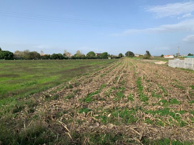 Terreno venda em Lagoa de Esgueira, Aveiro