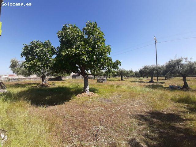 Local Comercial en venta en Albalá, Extremadura