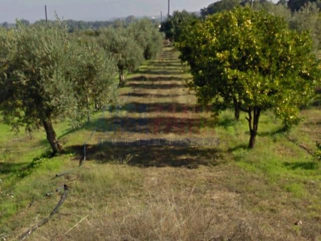 Terreno venda em Chamusca e Pinheiro Grande, Chamusca