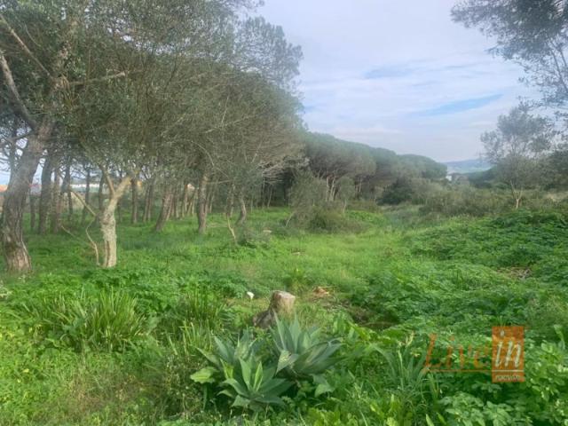 Terreno venda em Alcolombal, Sintra
