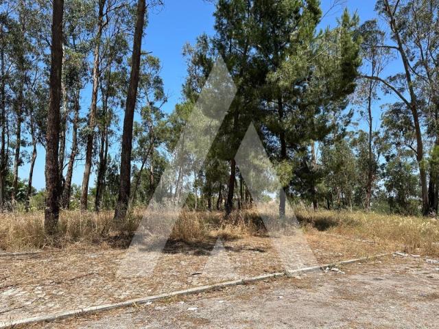 Terreno venda em Azeitão (São Lourenço e São Simão), Setúbal
