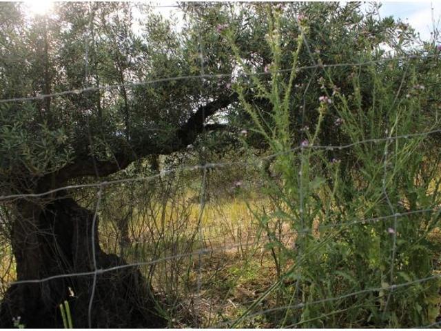 Local Comercial en venta en Cáceres - Sierra de Montánchez, Extremadura