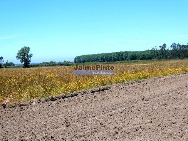 Terreno venda em Roçadas de Espinhos, Ovar