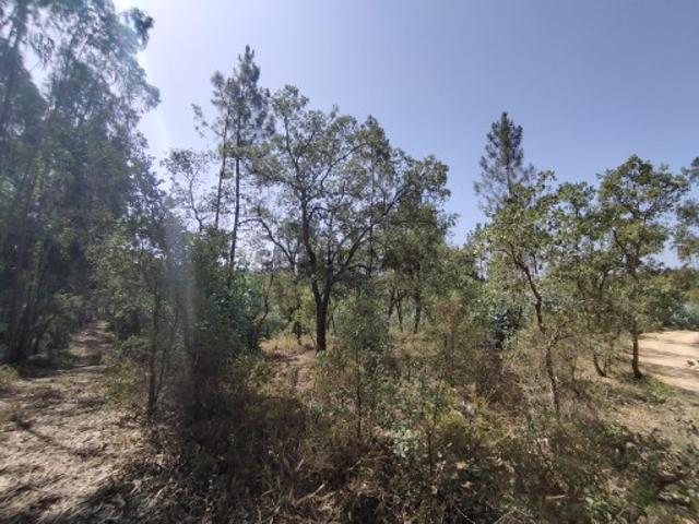 Terreno venda em Rio Maior, Santarém