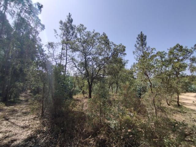 Terreno venda em Rio Maior, Santarém