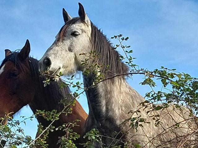 Terreno en venta en Valencia De Alcántara, Extremadura