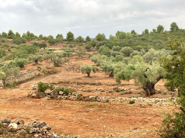 Terreno en venta en la Plana Alta, Valencia