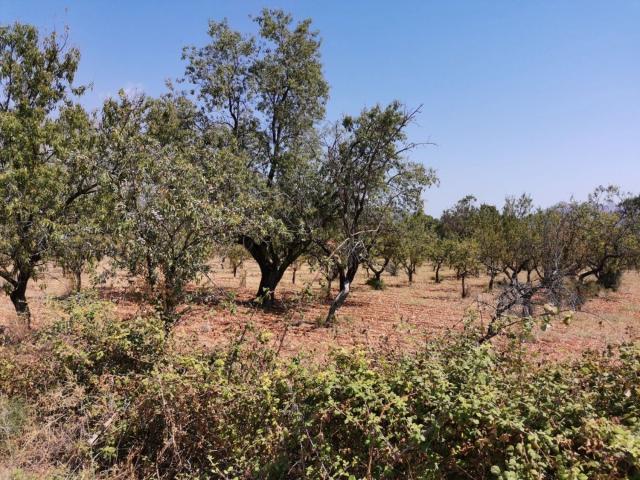Terreno en venta en la Marina Alta, Valencia