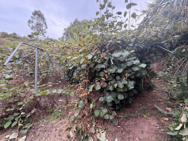Terreno en venta en Canarias