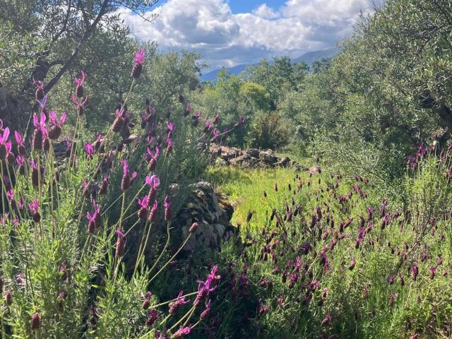 Terreno en venta en Valverde de la Vera, Cáceres
