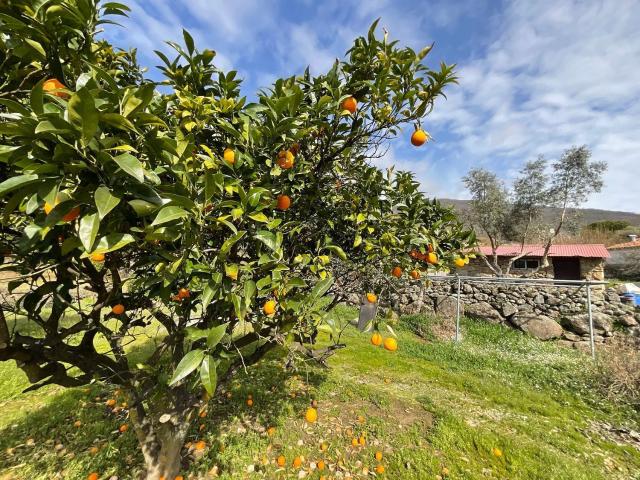 Terreno en venta en Valverde De La Vera, Extremadura