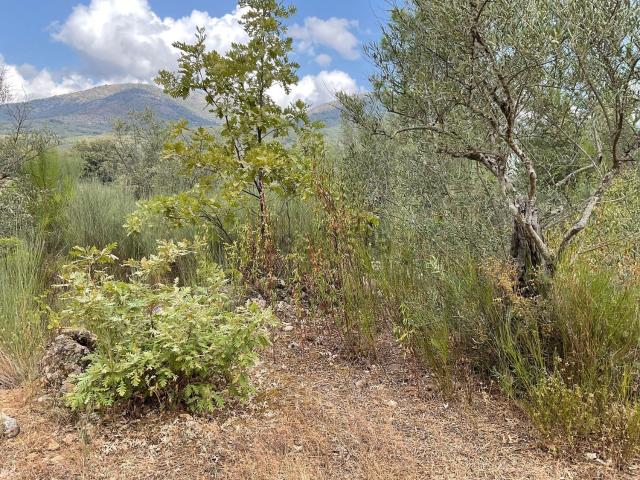 Terreno en venta en Valverde De La Vera, Extremadura