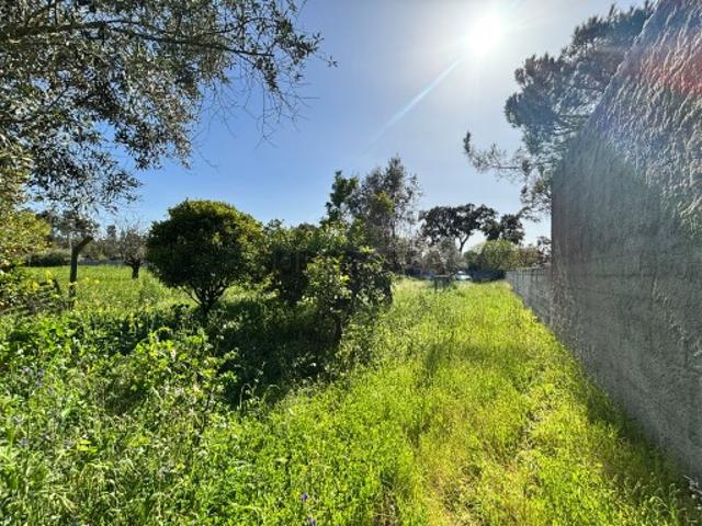 Terreno venda em Torres Novas, Santarém