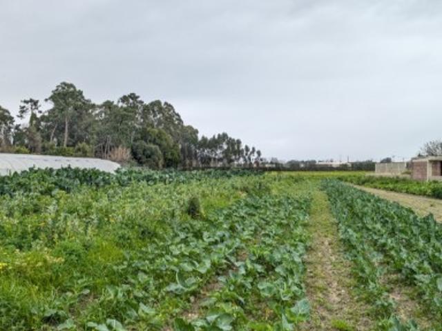 Terreno venda em Aveiro