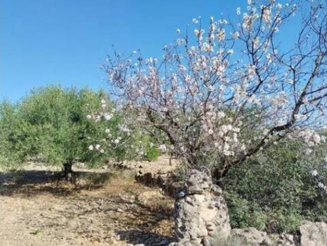 Terreno en venta en Alcanar, Tarragona