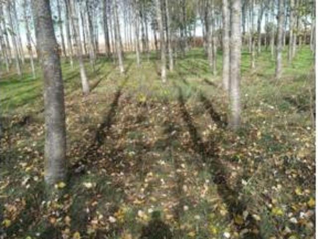 Terreno en venta en Pizarrales, Salamanca