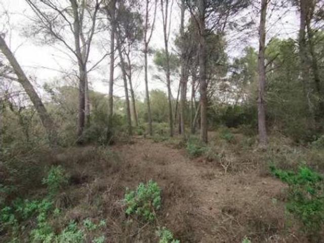 Terreno en venta en Pina, Algaida