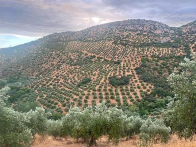 Terreno en venta en Algarinejo, Granada