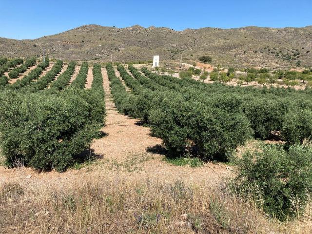 Terreno en venta en Tabernas, Andalucía