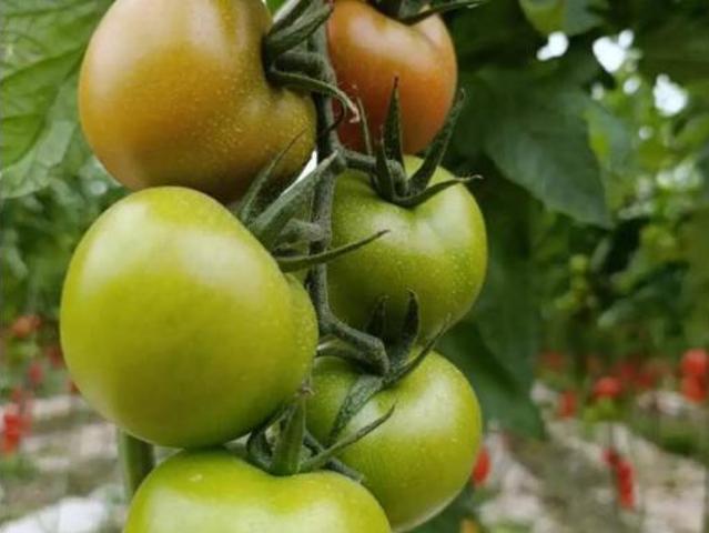 Terreno en venta en Las Joricas, Almería