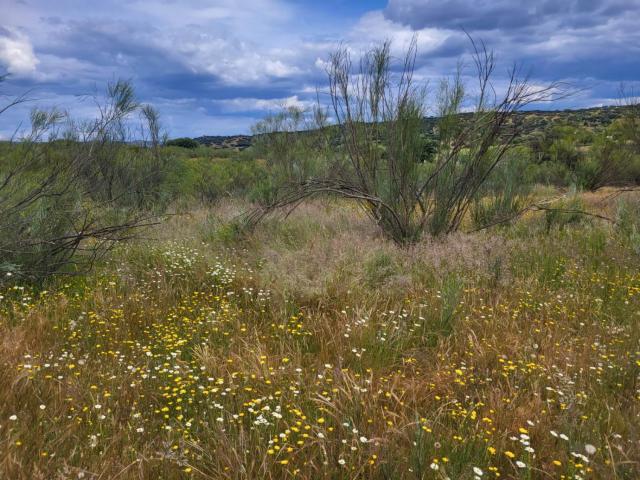 Terreno en venta en Azuaga, Extremadura