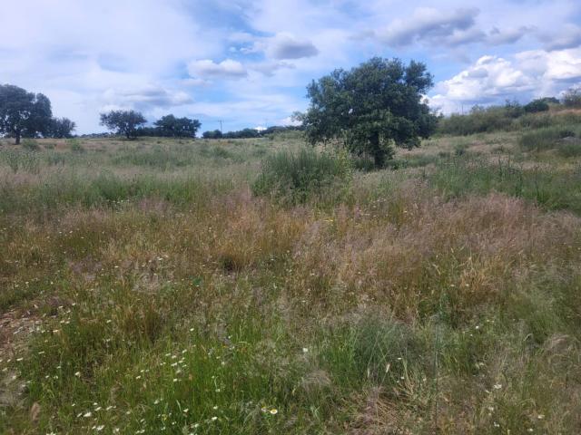 Terreno en venta en Azuaga, Extremadura