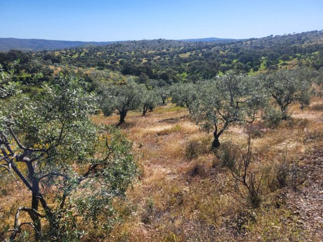 Terreno en venta en Malcocinado, Badajoz