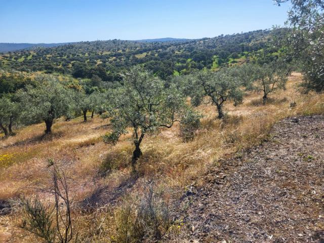 Terreno en venta en Malcocinado, Extremadura