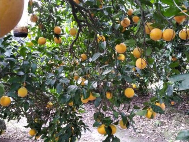 Terreno en venta en Barriada del Pinar, Barbate