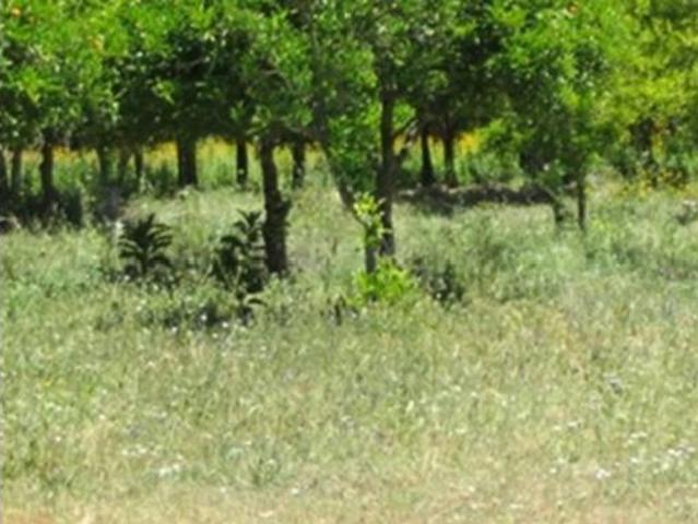 Terreno en venta en Benarrabá, Málaga