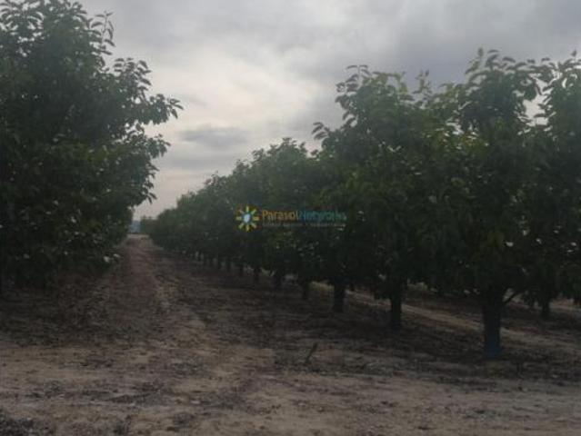 Terreno en venta en Benigànim, València / Valencia