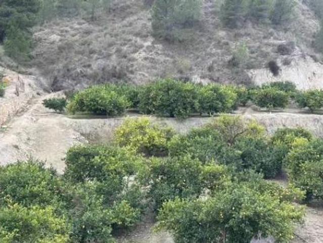 Terreno en venta en Barrio del Café, Blanca