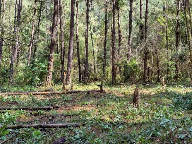 Terreno en venta en Chilchota, Michoacán