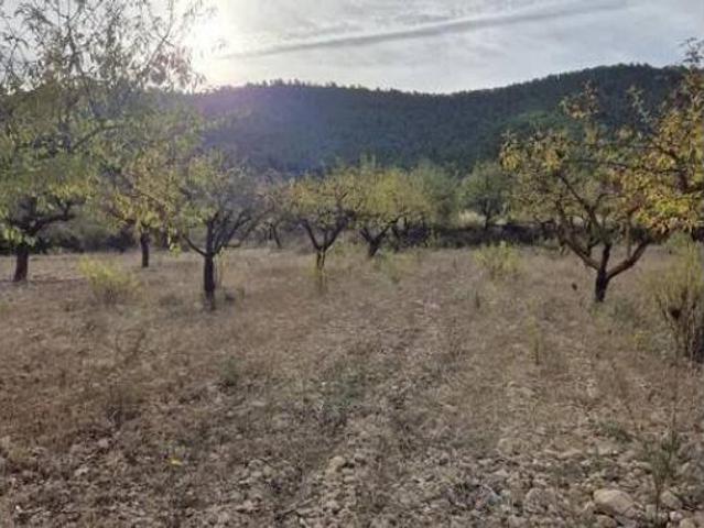 Terreno en venta en Bullas, Región de Murcia