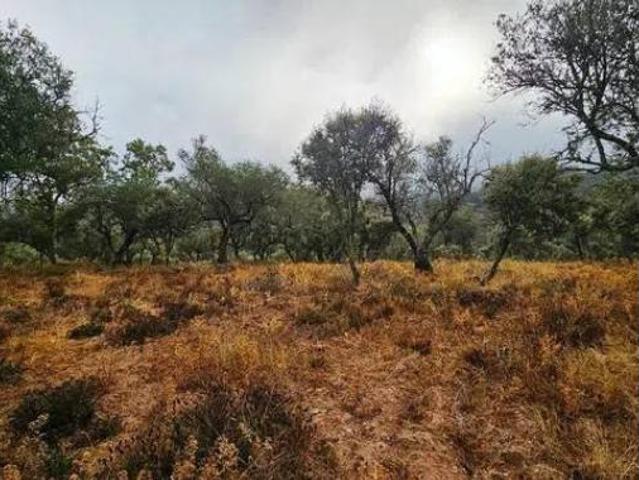 Terreno en venta en Cabeza la Vaca, Badajoz