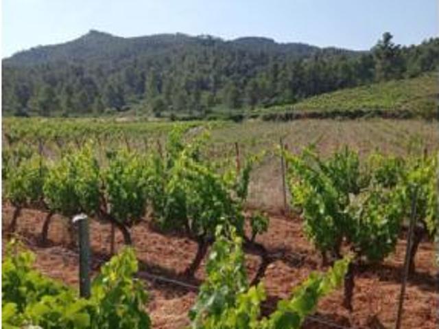 Terreno en venta en Capçanes, Tarragona