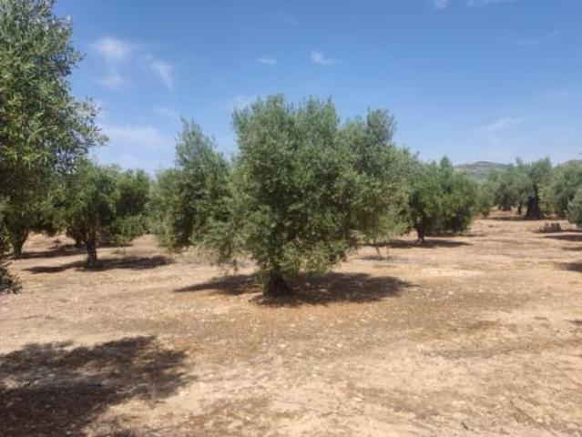 Terreno en venta en Caudete, Albacete