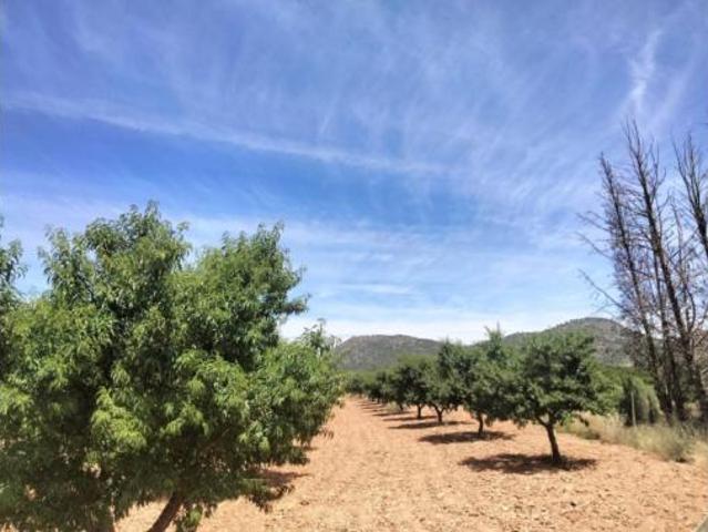 Terreno en venta en Chaparral, Cehegín