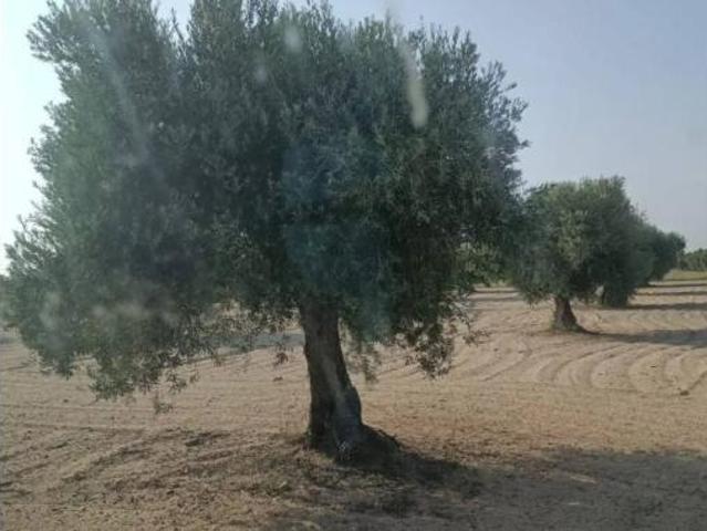Terreno en venta en Chueca, Toledo