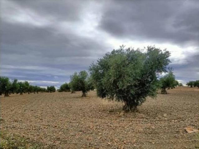 Terreno en venta en Chueca, Toledo