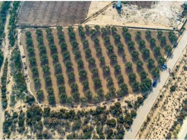 Terreno en venta en Crevillent, Alacant / Alicante