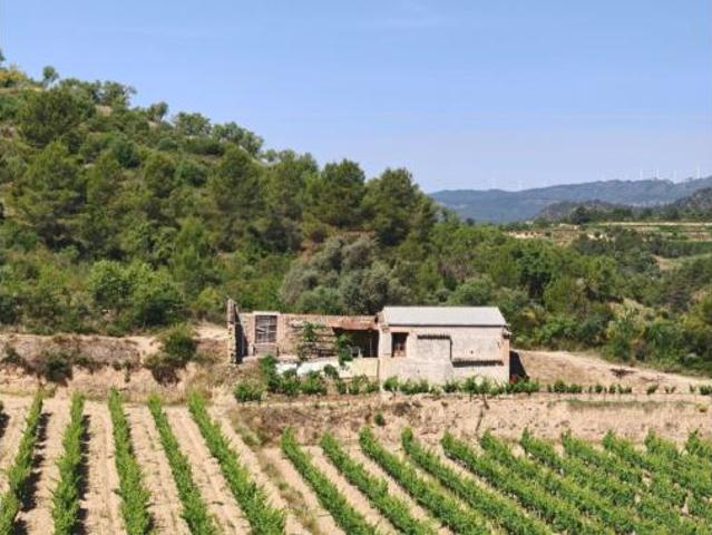Terreno en venta en el Masroig, Tarragona
