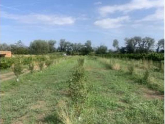 Terreno en venta en Ginestar, Tarragona