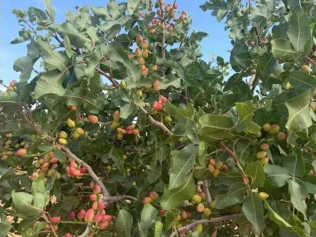 Terreno en venta en Iniesta, Cuenca